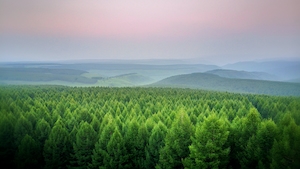 Яркий лес и холмы