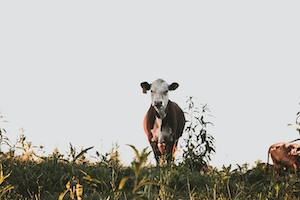 портрет коричневой коровы, корова смотрит в кадр