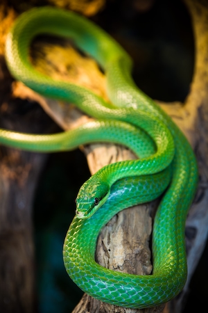зеленая змея на дереве 