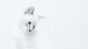 белый кот на белом фоне 