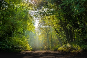 Лесной свет, свет в зеленом лесу днем, дорога сквозь лес 