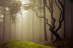 туманный лес изнутри, зеленый лес изнутри, стволы деревьев, мох, сосны, рассеянный дневной свет 