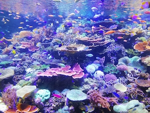 Кораллы в аквариуме Нагои Япония