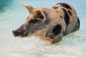 Пятнистая свинья купается в воде 