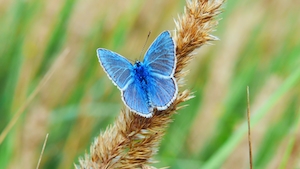 голубая бабочка сидит на колоса, крупный план 