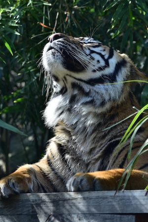 Тигр нежится на солнце в зоопарке, крупный план 