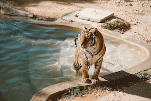тигр выходит из воды 