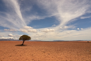 одинокое дерево в пустыне 