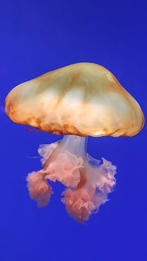 медуза на синем фоне, крупный план 