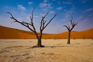 песчаная дюна, пески в пустыне, пейзаж в пустыне, сухое дерево в пустыне 
