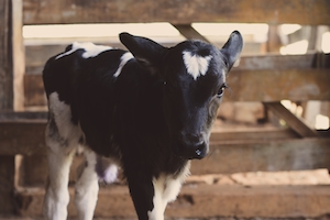 черно-белый теленок на ферме, смотрит в кадр 