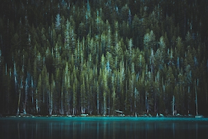 озеро перед хвойным лесом, темный лес 