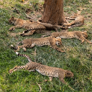 гепарды лежат на траве 