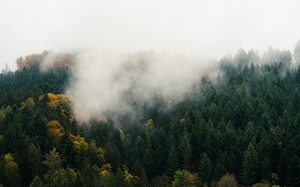 Раннее утро в Шварцвальде в Германии. Облака низко нависают над долинами, и от деревьев поднимается туман.