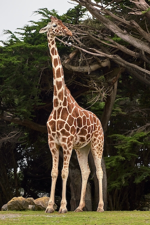Жираф в зоопарке