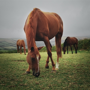 3 Лошади, кормящиеся на поле 