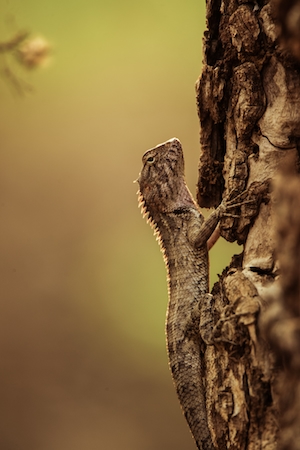 коричневая рептилия найдена в дикой местности