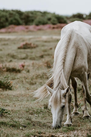 белый конь ест траву на поле 