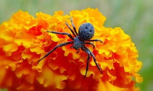 черный паук сидит на оранжевом цветке 