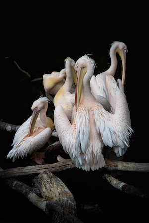 Розовые пеликаны