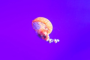 Тихоокеанская морская крапива, медуза на фиолетовом фоне 