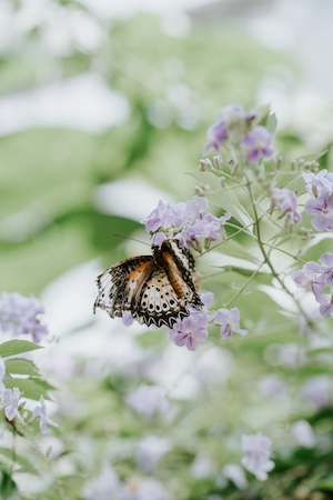 бабочка на фоне сиреневых цветов 