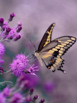 коричнево-бежевая пятнистая бабочка сидит на фиолетовом цветке 