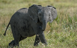 Милый слоненок гуляет по траве 