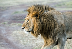 Красивый лев в Масаи Мара.
