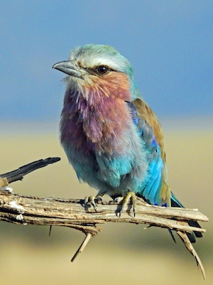 Разноцветная птица