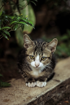 Кошка сидит на доске в окружении растений 