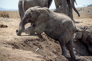 Молодой слоненок с трудом взбирается на крутой берег, чтобы выбраться из водопоя