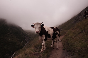 рогатая корова на фоне тумана 