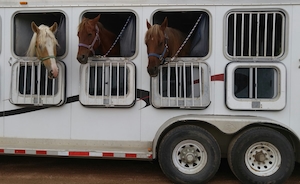 перевозка коней, лошади выглядывают из окошек 