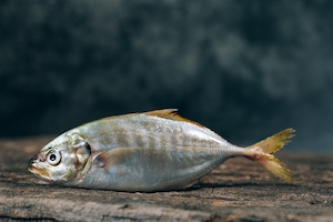 серебряная блестящая рыба 
