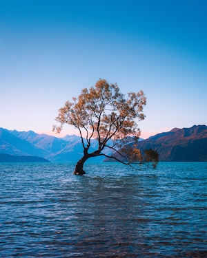 дерево в озере посреди гор 