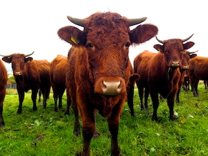 коричневые быки и коровы на лугу смотрят в кадр 