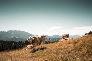 коровы на склоне холма 