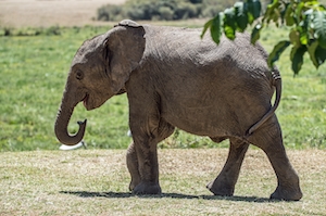 Слоненок беззаботно прогуливается по лагерю, слон гуляет по тропинке 
