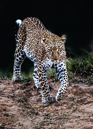 Встреча с леопардом. Великолепная самка леопарда патрулирует свою территорию 