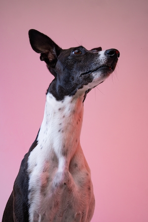 черно-белая собака на розовом фоне 