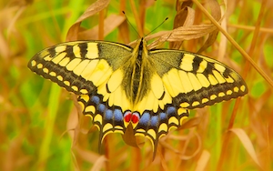 желтая бабочка в поле, крупный план 