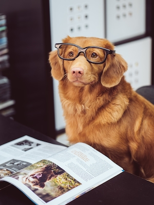 коричневая собака в очках рядом с книгой 
