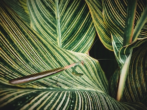богомол на тропических листьях 