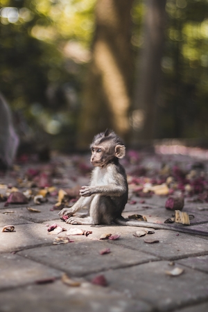 Детеныш обезьяны найден в Священном обезьяньем лесу в Убуде