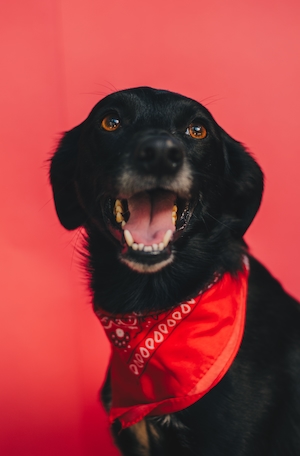 черная собака с красной повязкой на красном фоне 
