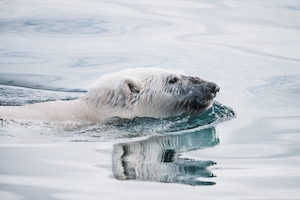 Белый медведь, плавающий в Арктике