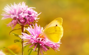 желтая бабочка сидит на розовом цветке 