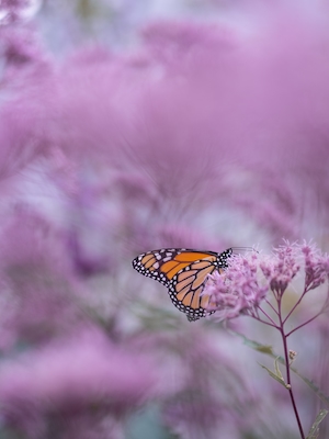 оранжевая бабочка в окружении розовых цветов 