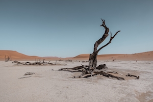 белая соленая пустыня, белый песок, соль, сухое дерево 